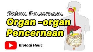 Sistem Pencernaan  Organorgan pencernaan Animasi [upl. by Newnorb]