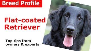 Flatcoated Retriever Dog Breed Guide [upl. by Koralle]