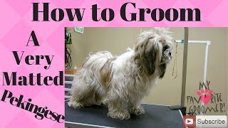 How to groom a Pekingese very matted [upl. by Preston]