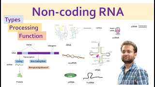 Non coding RNA types features and function miRNA siRNA lncRNA piRNA snRNA snoRNA rRNA tRNA [upl. by Ellenet]