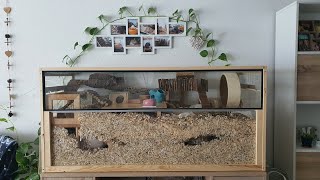 Gerbil CageEnclosure Tour [upl. by Conroy]