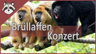 Brüllaffen in Apenheul geben ein Konzert [upl. by Mayrim]