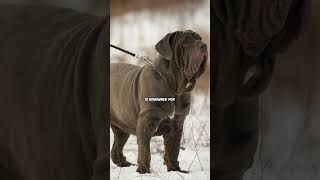 Neapolitan Mastiff X Boerboel pawpointuk➖➖➖newdogbreed NeapolitanMastiff boerboel [upl. by Laubin]