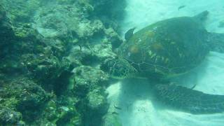 Amérique du Sud Equateur Iles Galapagos plongée HD [upl. by Aserej]