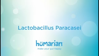 Lactobacillus Paracasei [upl. by Ecirtaeb]