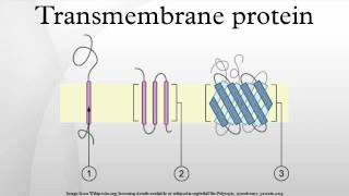 Transmembrane protein [upl. by Alaik]