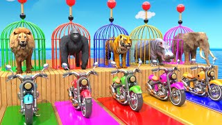 Elephant Lion Hippo Tiger Gorilla 3d Animal Long Slide Game Funny 3d Paint Animals Cage Game Video [upl. by Llenyar735]