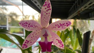 Phragmipediums in Florida And other blooming orchids [upl. by Leahcir336]