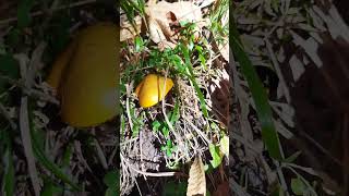 Suillus grevillei laricino larch bolete Grevilles bolete mushroom nature autunno [upl. by Anaiuq]