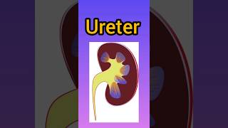 Ureter medstudent anatomy mbbs bams bhms ayurveda medicomedicosureter shortsviralvideo [upl. by Brody]