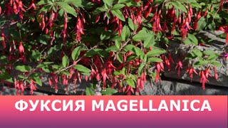 Фуксия Магелланская Fuchsia magellanica обзор сорта [upl. by Wiedmann494]