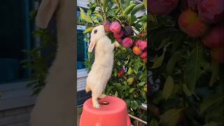 Kelinci bikin amnesia rabbit rabbitfunnyvideos funny [upl. by Krystin]