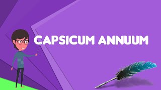 What is Capsicum annuum Explain Capsicum annuum Define Capsicum annuum Meaning of Capsicum annuum [upl. by Melise]