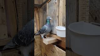 Bohat Hoogaye Breeding males Racing Pigeon kabootar [upl. by Frederigo]