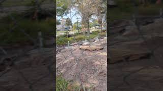 Red Shouldered Hawk Standing on Construction Debris Low to Ground amp Flies to Tree Oviedo Florida [upl. by Edda977]