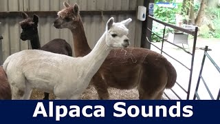 Alpaca Sounds  Alpaca Hum Sound  Alpaca Noise  Alpaca Humming Sounds [upl. by Levona247]