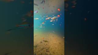 Fish Tank Natural fish shortfeed nature shortfeed shortvideo trending trend [upl. by Lyontine]