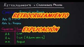 HOMOCIGOTO DOMINANTE y HETEROCIGOTO ¿COMO DISTINGUIRLOS RETROCRUZAMIENTO [upl. by Moneta]