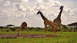 Giraffes Drinking at ol Donyo [upl. by Henriette]