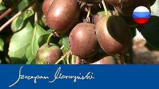 Actinidia  Aктинидия  виды сорта использование  чaсть 1 [upl. by Eoj418]