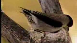 How birds camouflage their nests  David Attenborough  BBC wildlife [upl. by Yenreit]