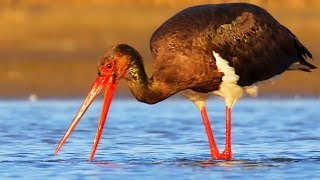 Black Stork birds fishing [upl. by Rehctelf122]