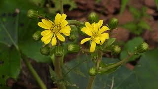 ツワブキ石蕗の花 英語名Leopard plant Green leopard plant 学名Farfugium japonicum [upl. by Latoya]