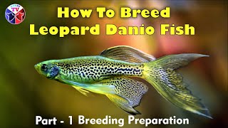 How to Breed Leopard Danio  Breeding Preparation [upl. by Kattie]