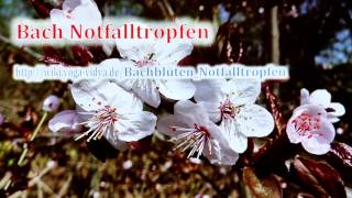 Bach Notfalltropfen [upl. by Brenza]