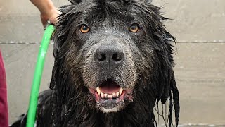 This Might Be The Most Pampered Pooch In The World  Rare Newfoundland Dog [upl. by Gearalt]