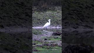 Aigrette Garzette 🐦 LangrolaysurRance France  Short video nature 4k 2024 egrets [upl. by Bent]