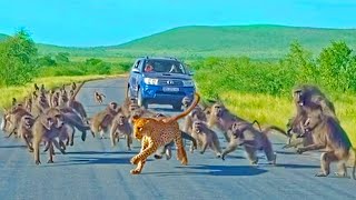 Leopard has allout Brawl With 50 Baboons  Different Angle [upl. by Atirhs]