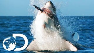 How Would Orca Attack And Kill A Great White  Air Jaws The Hunted  SHARK WEEK 2018 [upl. by Kaenel]