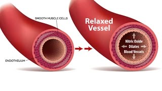 Get The Blood Flowing How To Enhance Your Endothelial Nitric Oxide NO [upl. by Karine]