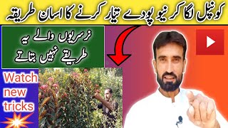 Grow Jatropha plant from cuttings🌹  Caring Tips For Jatropha Plant  Grow Cuttings [upl. by Aiuqat739]