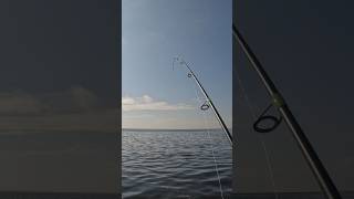 Fishing Tampa Bay fishing tampabayfishing fish [upl. by Adnawak]