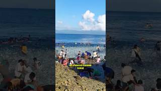 Mysterious sardine surge in Moalboal Philippines 🇵🇭 [upl. by Ahsener]