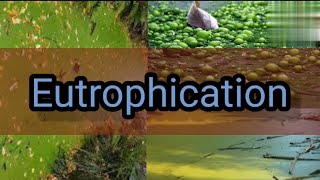 Eutrophication  Sources of Eutrophication  Types of Eutrophication  Algal bloom  Shiwani Jha [upl. by Clayberg]