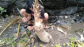 Hunting bonsai kelapa  Cocos nucifera L [upl. by Juno916]