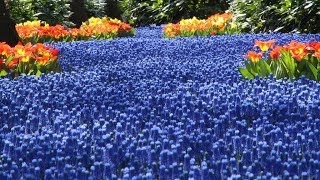 Sea of Grape Hyacinths  FarmerGracycouk [upl. by Sunil]