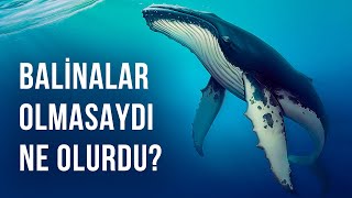 Dünyada Hiç Balina Olmasaydı Ne Olurdu [upl. by Arayc]