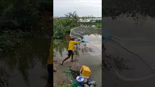 Awesome video fishingnet in the lake fishing traditional techniquethrownetfishing fishingtechnique [upl. by Repinuj]