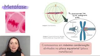 Ciclo celular Mitose [upl. by Doxia]