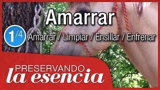 Cómo amarrar o apersogar un caballo Tutorial de dos versiones  nudo de jáquima de manejo natural [upl. by Magner]