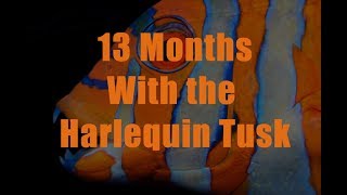 13 Months with The Australian Harlequin Tusk [upl. by Fiester418]