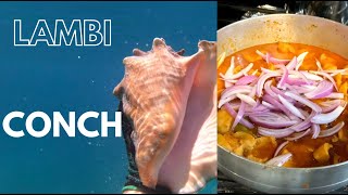 How to make Haitian stew conch LAMBI  Delicious Quick amp Easy Recipe  How to cook Conch [upl. by Armington564]