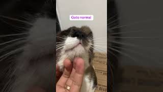 Diferença de um gato autista para um gato normal gato autismo [upl. by Riella]