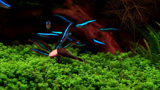 Aquascape quotPanorama Dreamquot  May 2013  Paracheirodon simulans [upl. by Asilehc56]