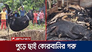 মাদারীপুরে আগুনে পুড়ে ছাই ১৪টি কোরবানির গরু  Madaripur  Kurbanir Hat  Fire  Jamuna TV [upl. by Bencion]