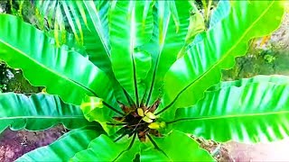 Birds Nest Fern Guide amp Care  Asplenium Nidus [upl. by Nynahs]